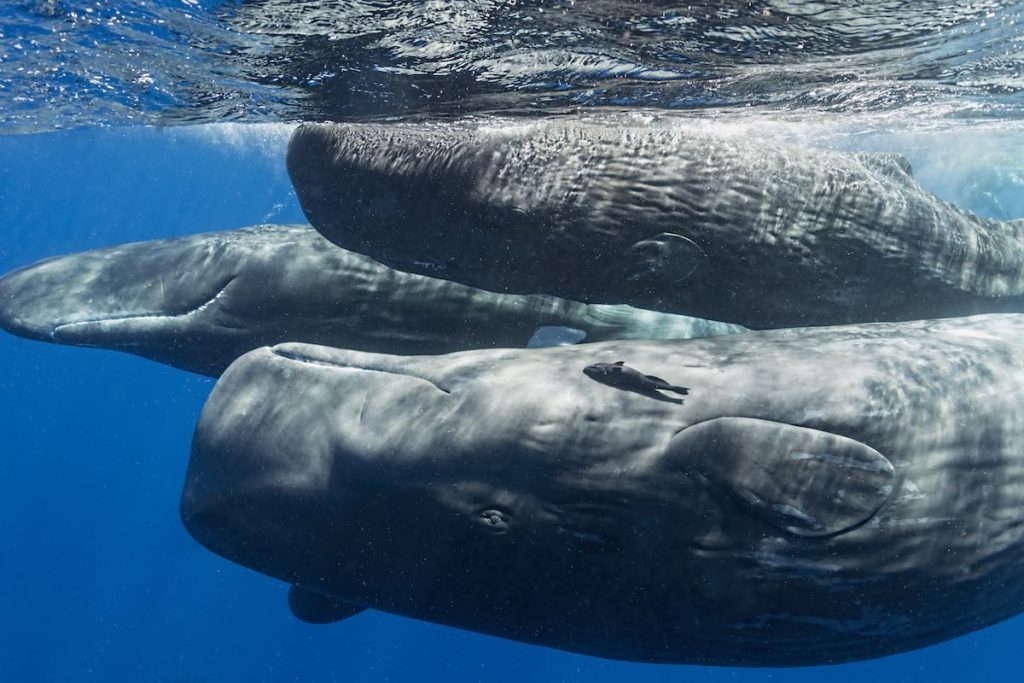Could You Really Be Swallowed by a Whale?