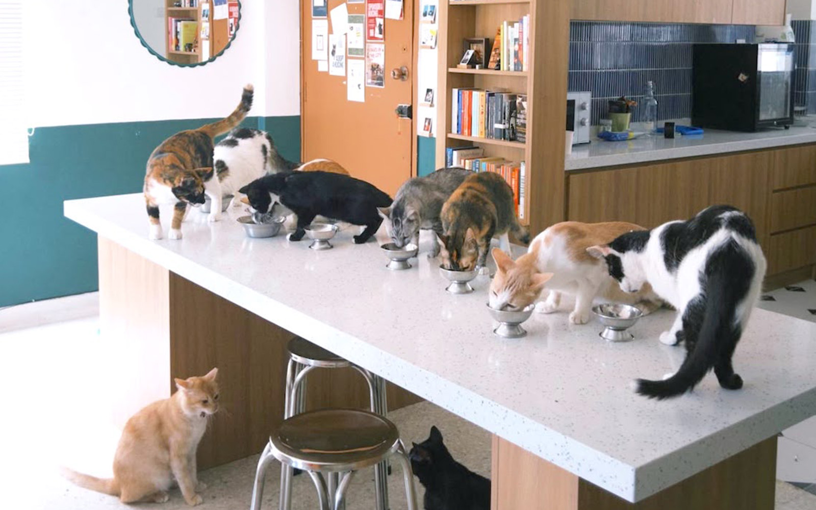 Rescue cats await a second chance as adoption inquiries dwindle