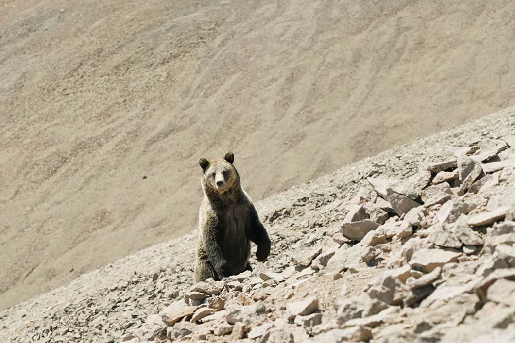 Bear Butter: Why Dozens of Grizzlies Climb Mountains to Eat Moths