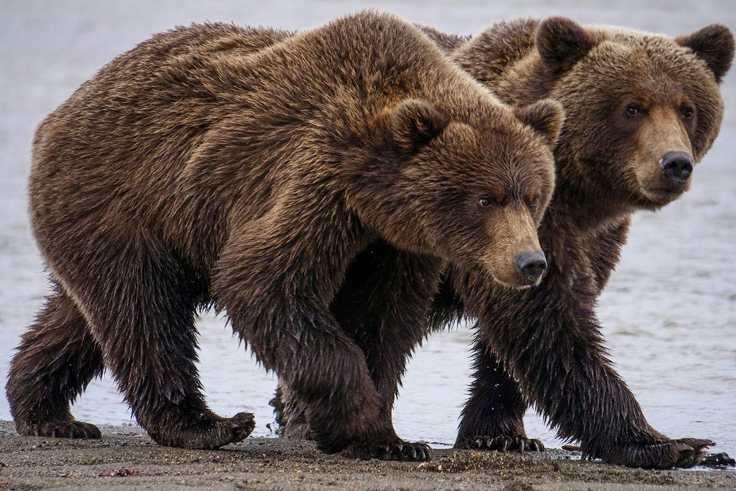 How facial recognition for bears can help ecologists manage wildlife