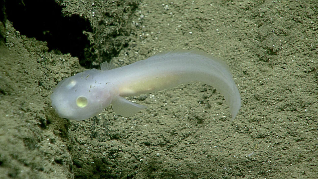 The Mysteries of the Mariana Trench