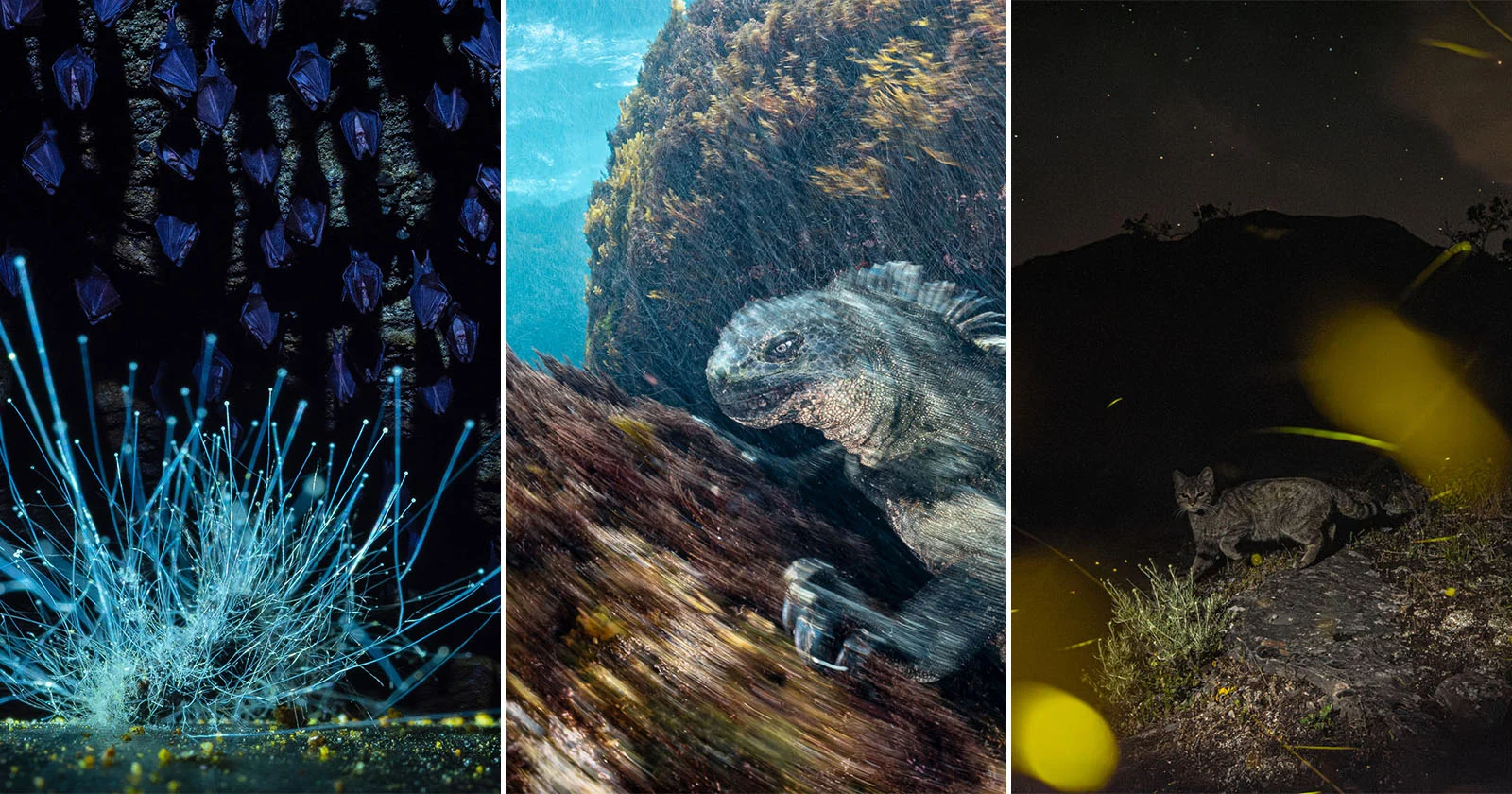 20 Winners of European Wildlife Photographer of the Year 2026