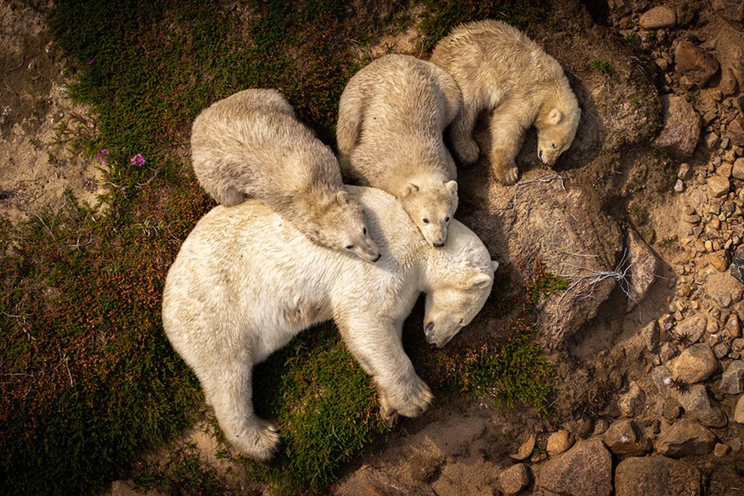Cast Your Vote for the Wildlife Photo of the Year