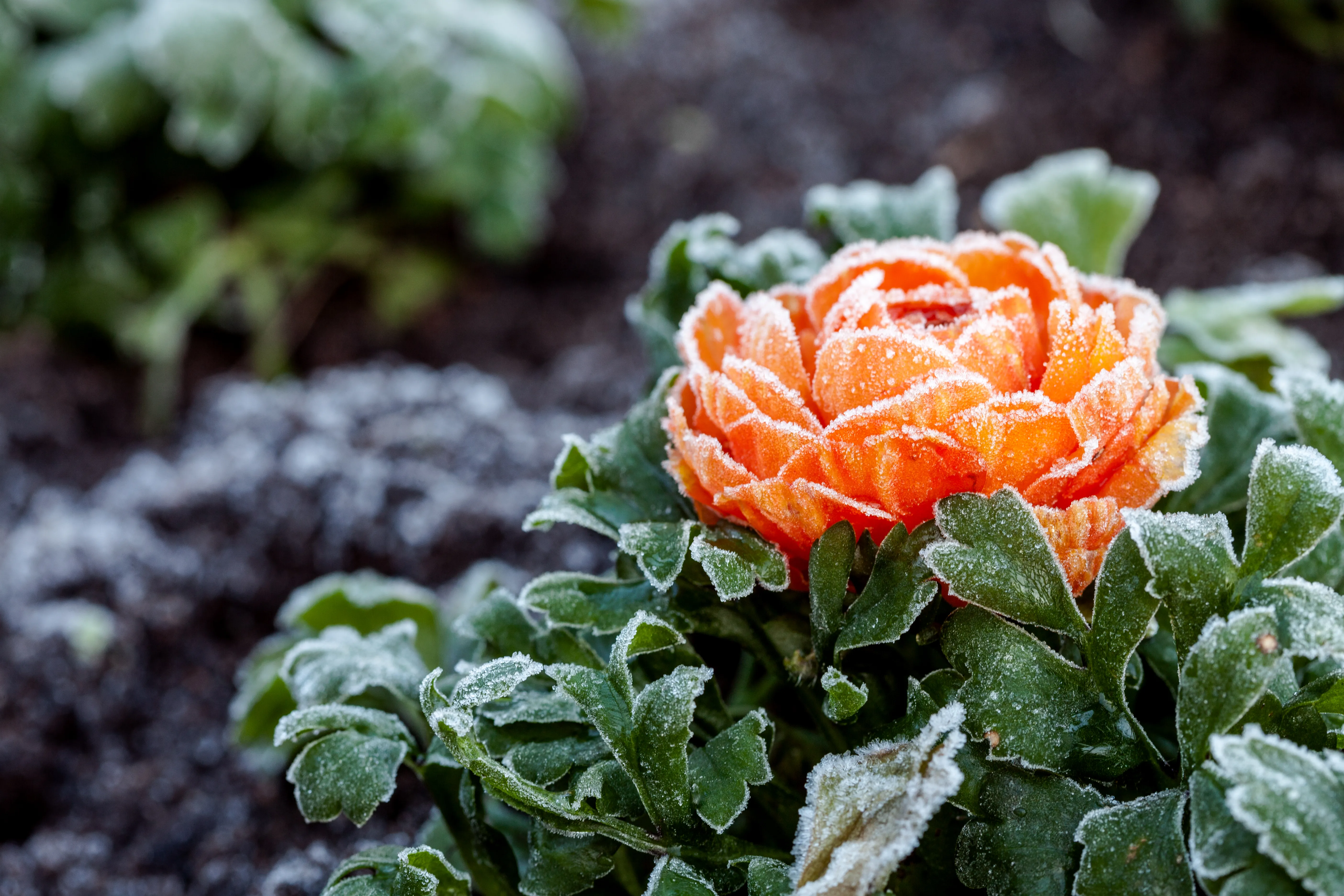How to Winterize a Garden: Ready Your Plants to Weather the Cold With These Expert Tips