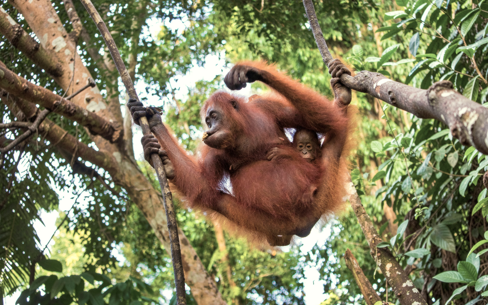 Even orangutan mothers go the extra mile to arrange playdates